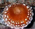 Shitake mushroom cap from top.